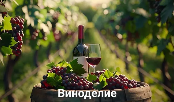 Виноделие